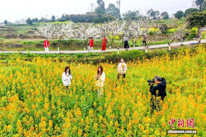 娛樂城：四川郃江：油菜花開春意濃