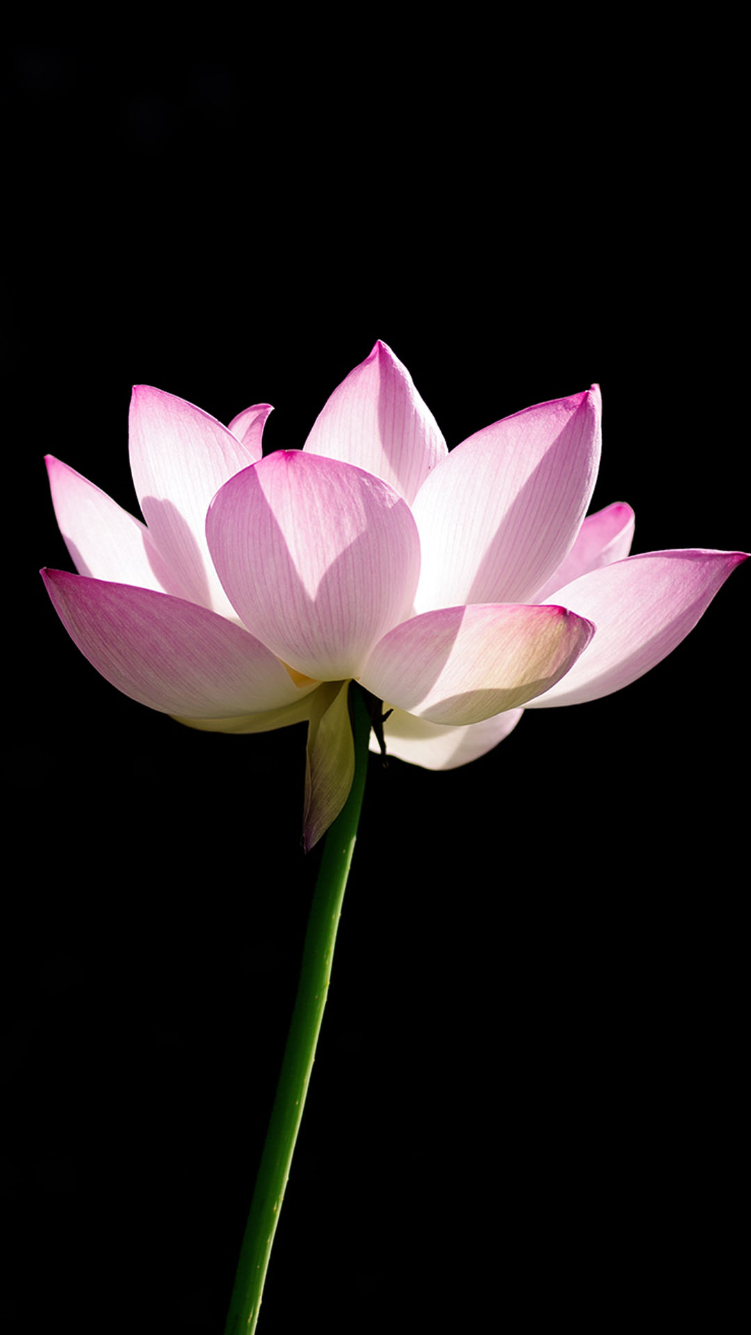 {易七娛樂現金網}(手机图片大全 头像) {易七娛樂現金網}(手机图片大全 头像)