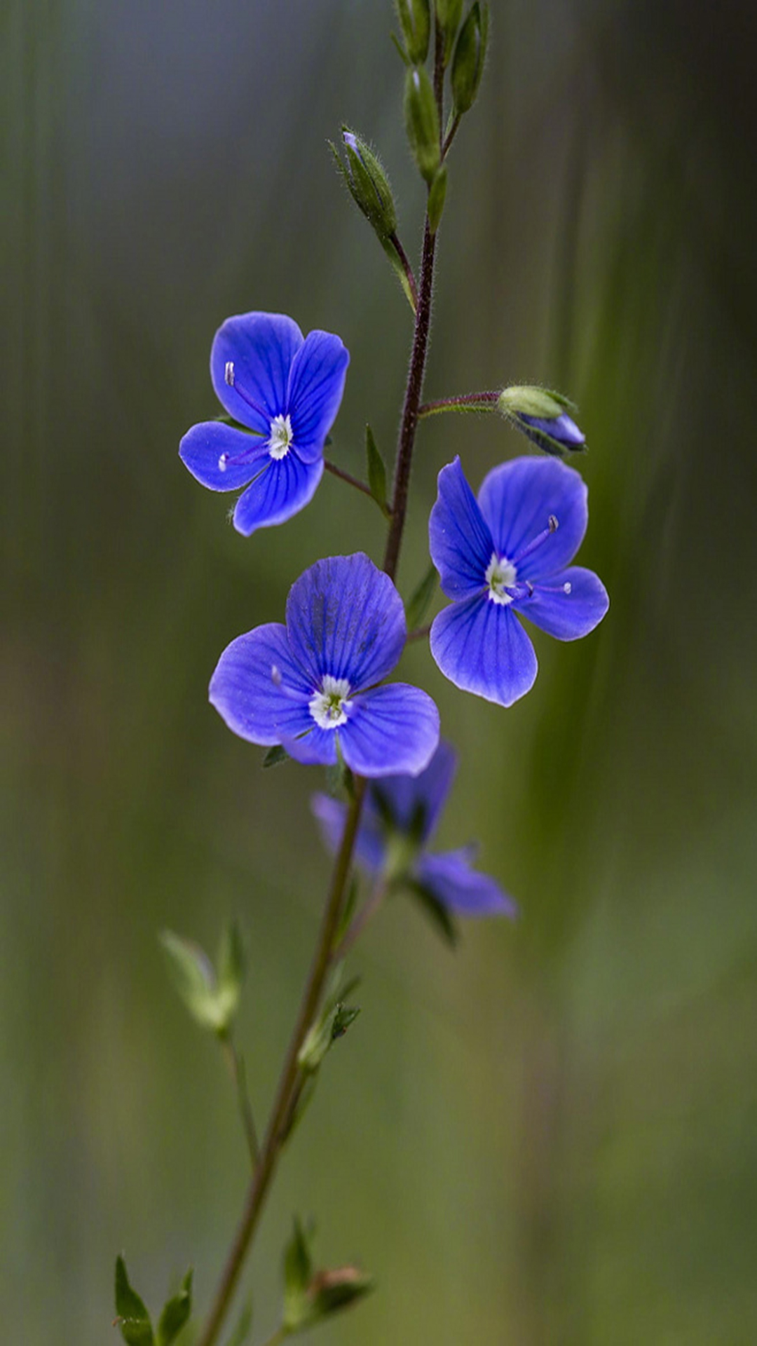 {易七娛樂現金網}(手机图片大全 头像) {易七娛樂現金網}(手机图片大全 头像)